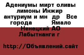 Адениумы,мирт,оливы,лимоны,Инжир, антуриум и мн .др - Все города  »    . Ямало-Ненецкий АО,Лабытнанги г.